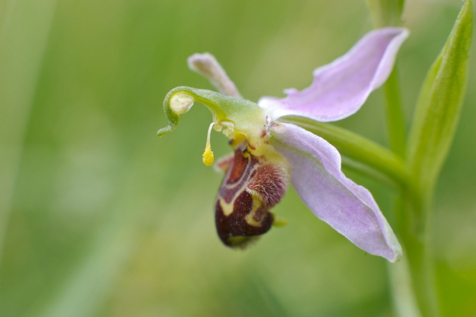 Orquídea Ophrys.