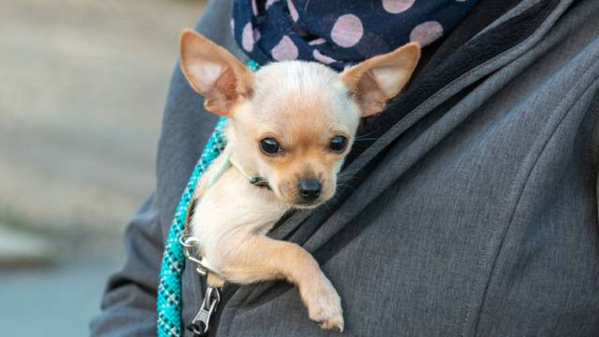 cuidados especificos perros raza pequena chihuahua