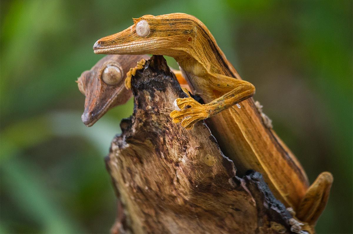 reptiles gecko cola de hoja4