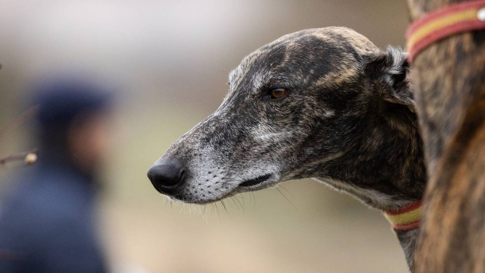 Un perro de caza no es una raza en sí mismo, sino un tipo de perro entrenado.