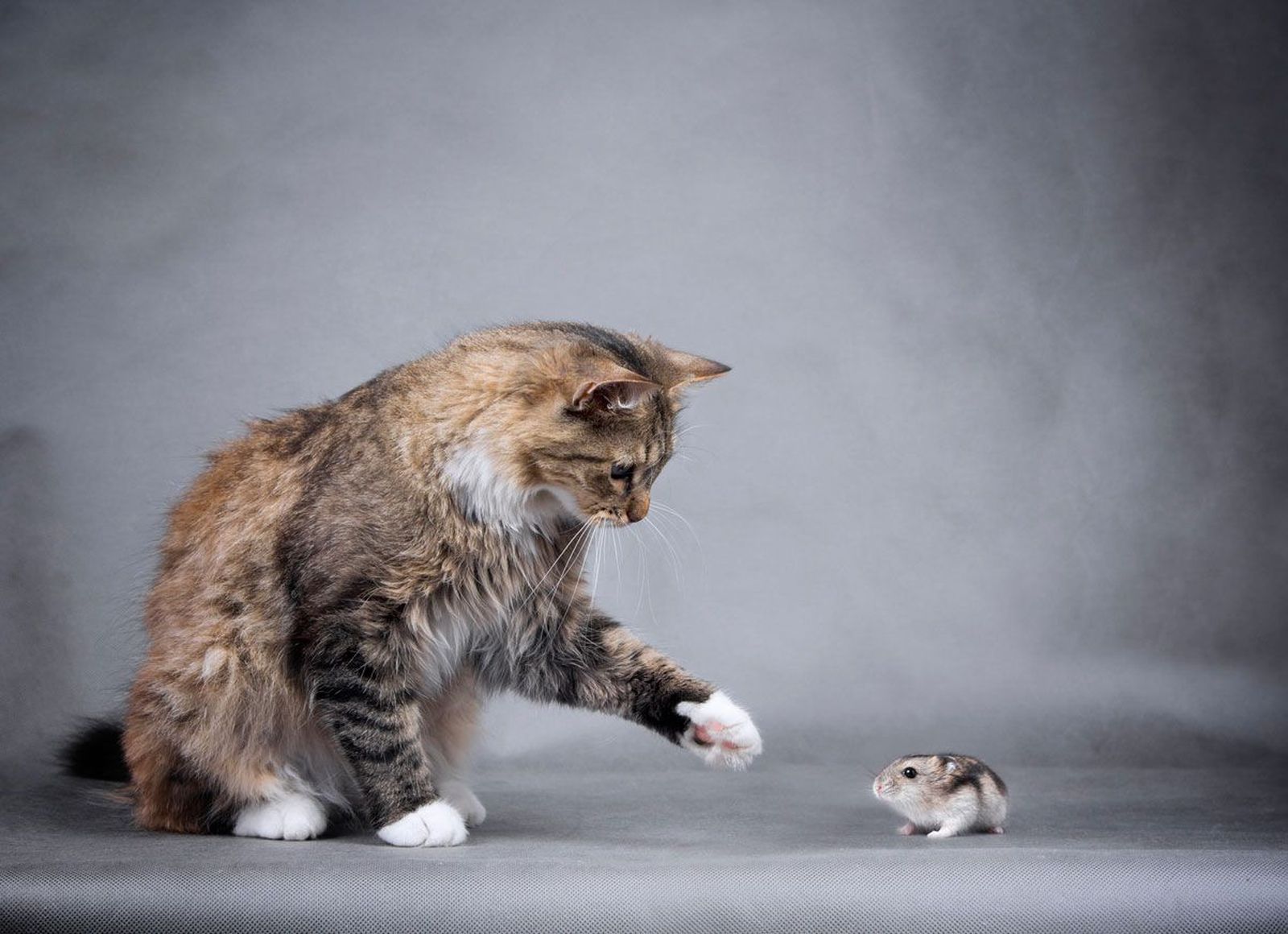 convivencia gato hamster convivencia gato hamster