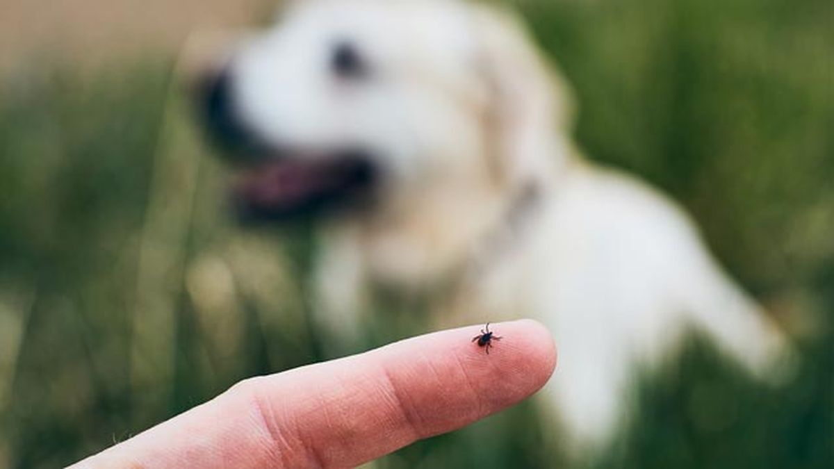 remedios caseros para eliminar pulgas plagas comunes en casa