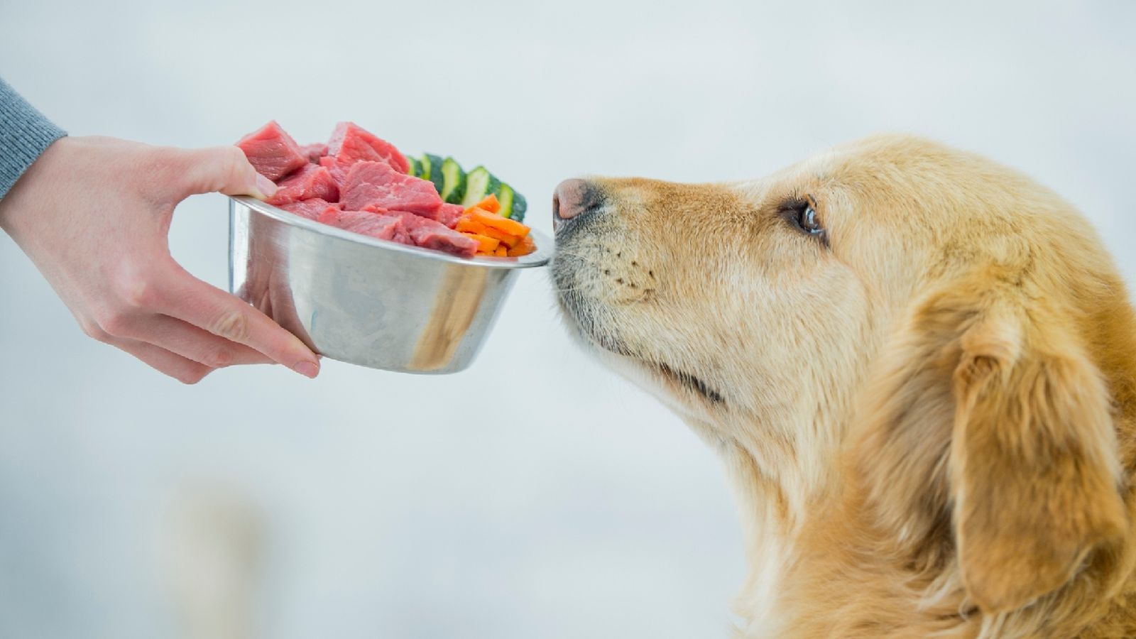Los animales el proceso de nutrición comienza con la ingesta de los alimentos