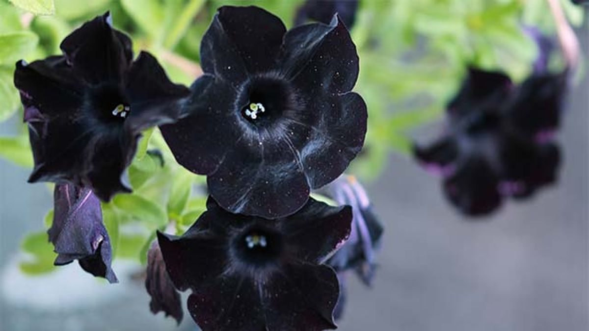 flor petunia negra