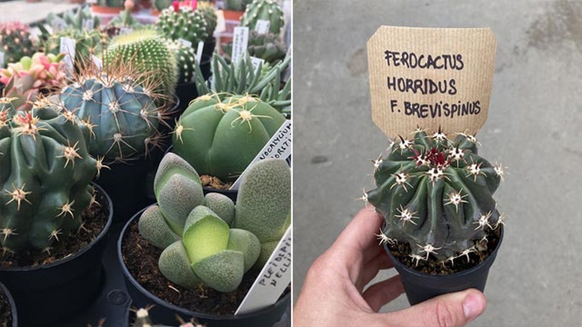 que es la nomenclatura botanica ejemplos 1