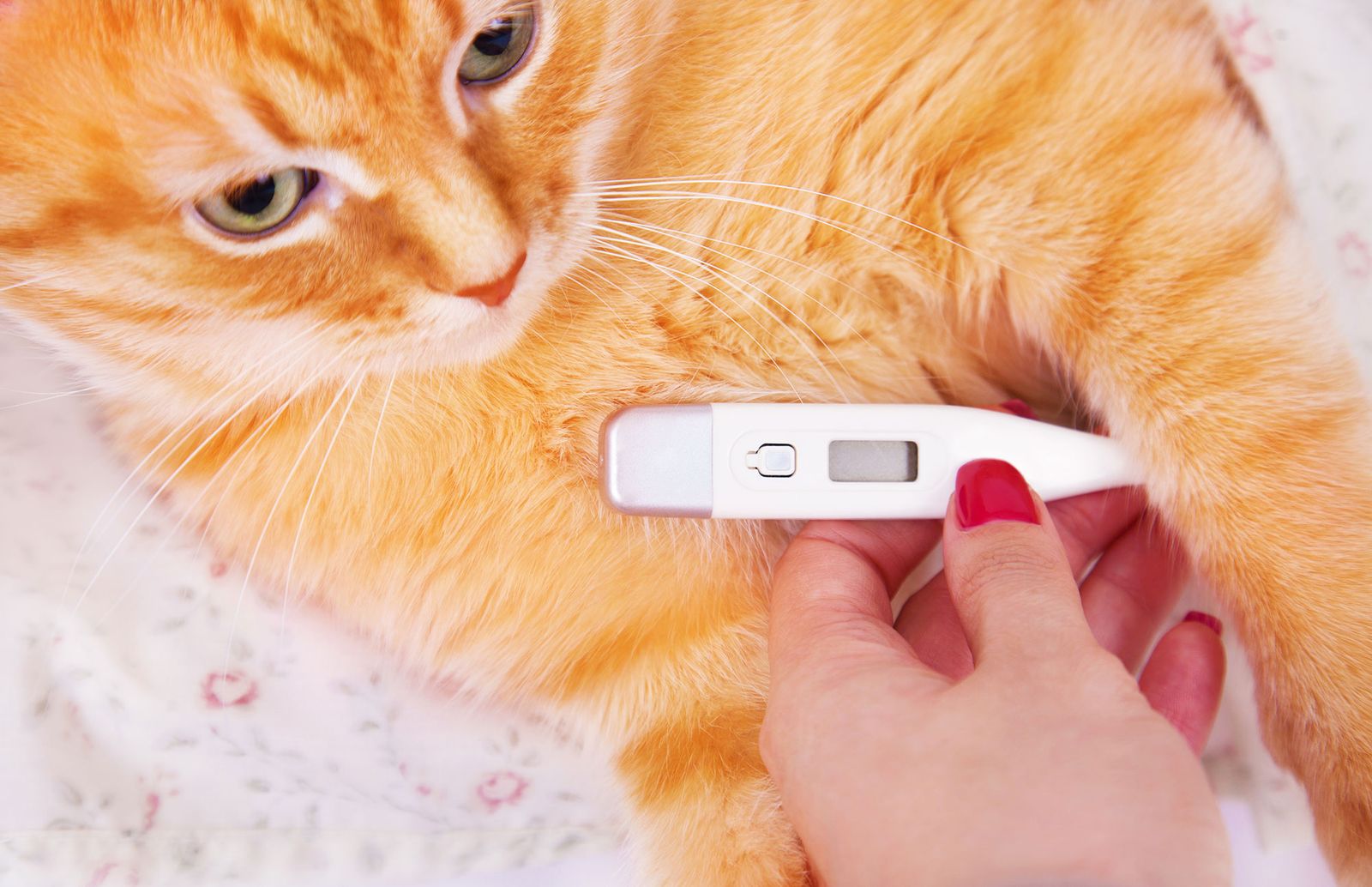 mascotas gatos fiebre termometro
