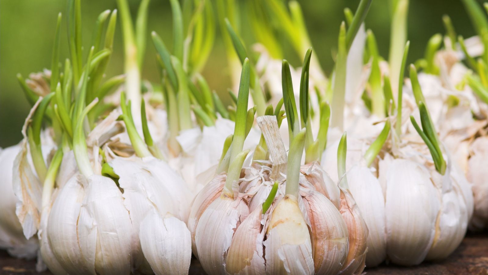 El aroma intenso del ajo ahuyenta a muchas plagas del tomate