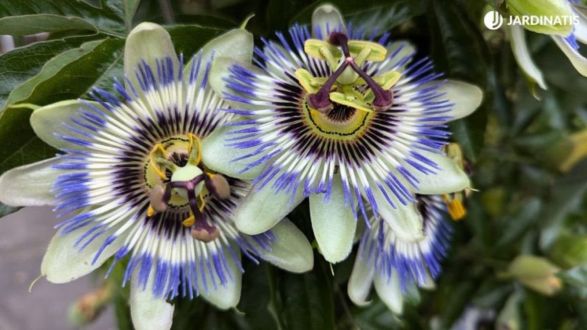 Passiflora caerulea