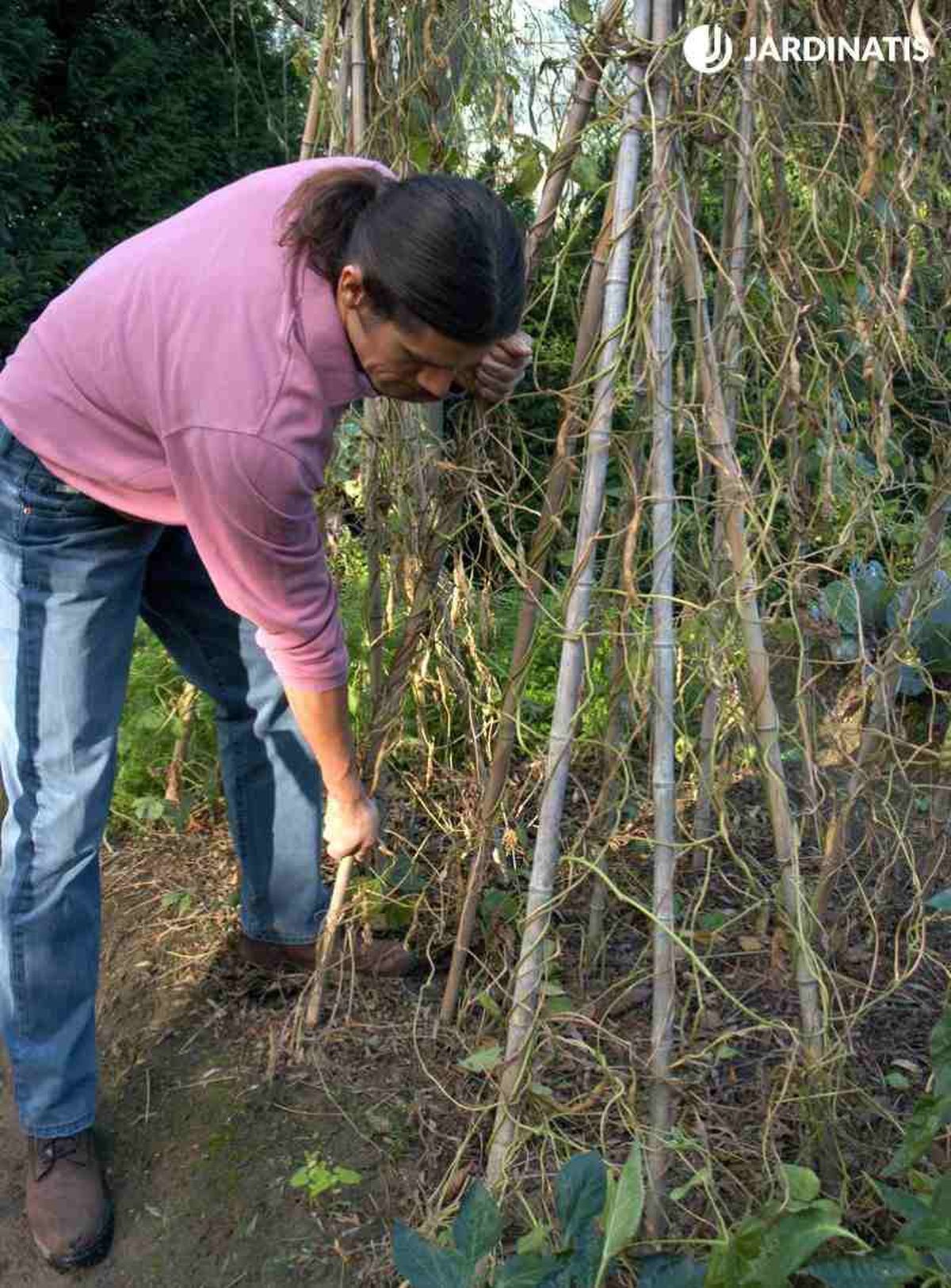 Retira las plantas que han completado su ciclo