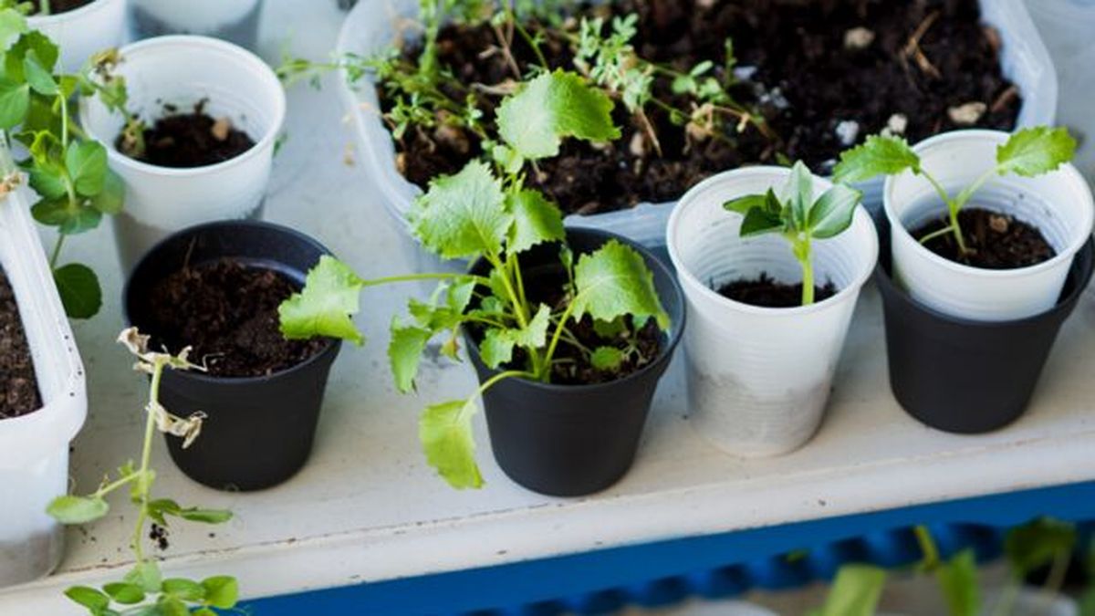 vasos de plastico como semilleros