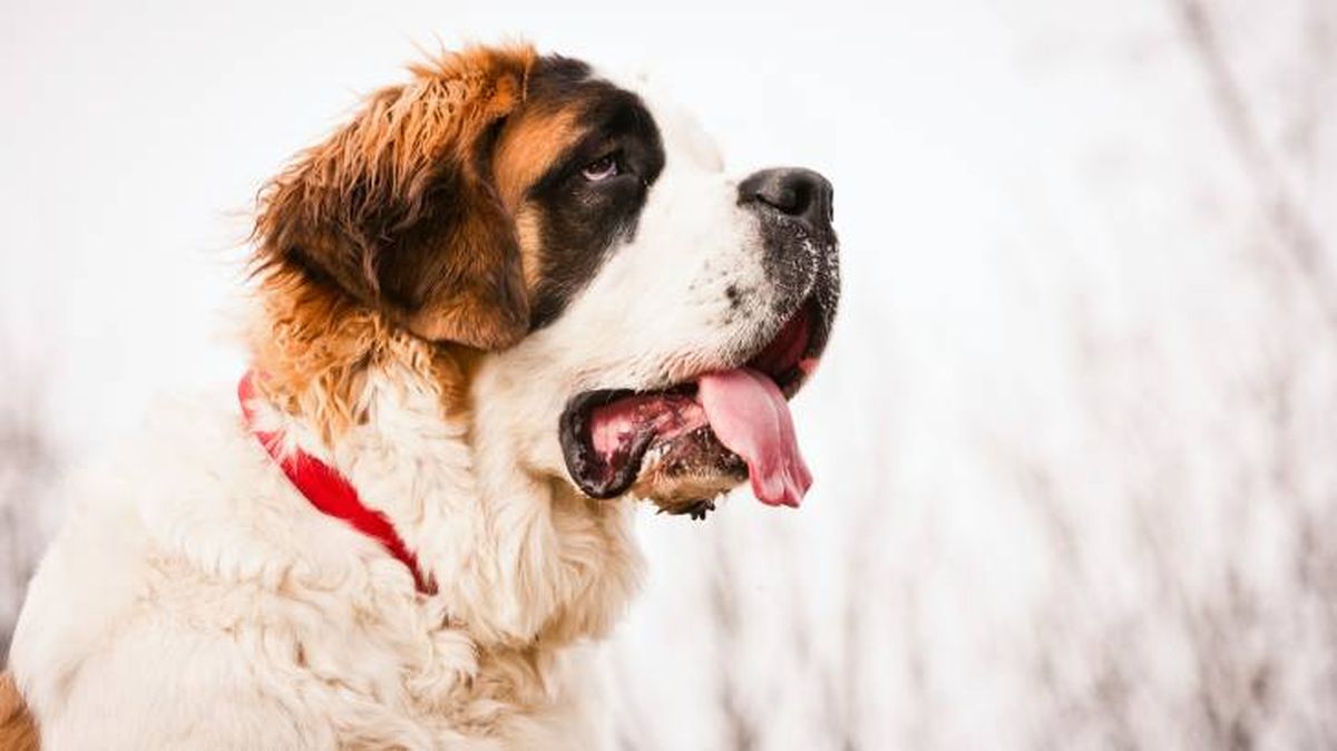 raza de perro grande sanbernardo