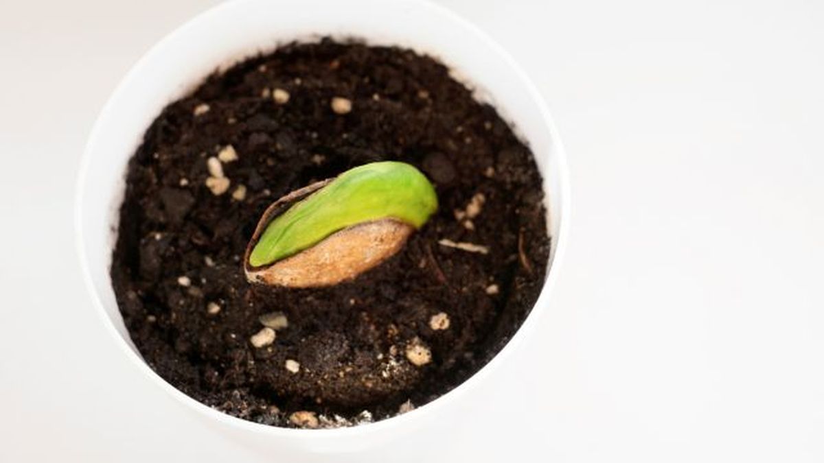 plantar semilla de mango en tiesto