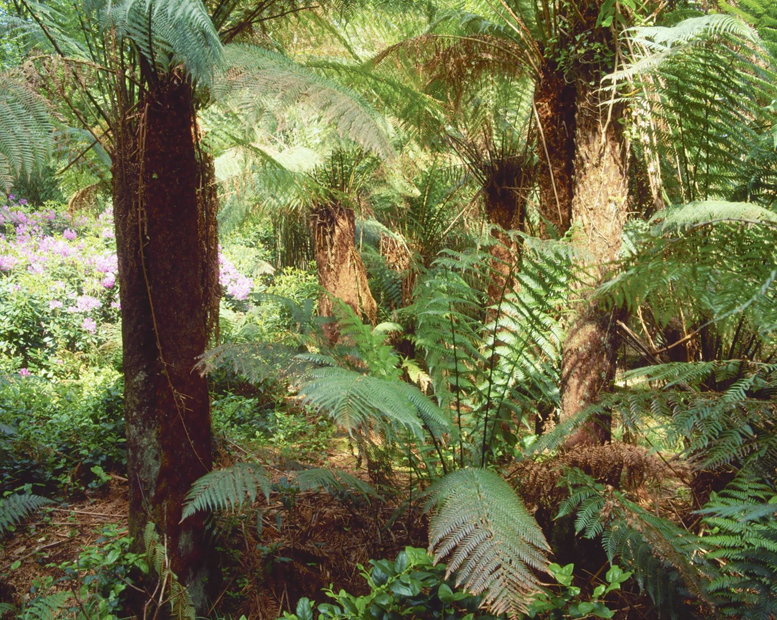 Dicksonia Dicksonia