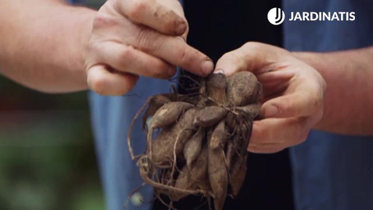 tallo ano pasado bulbo de dalias xl brico 944 jardin