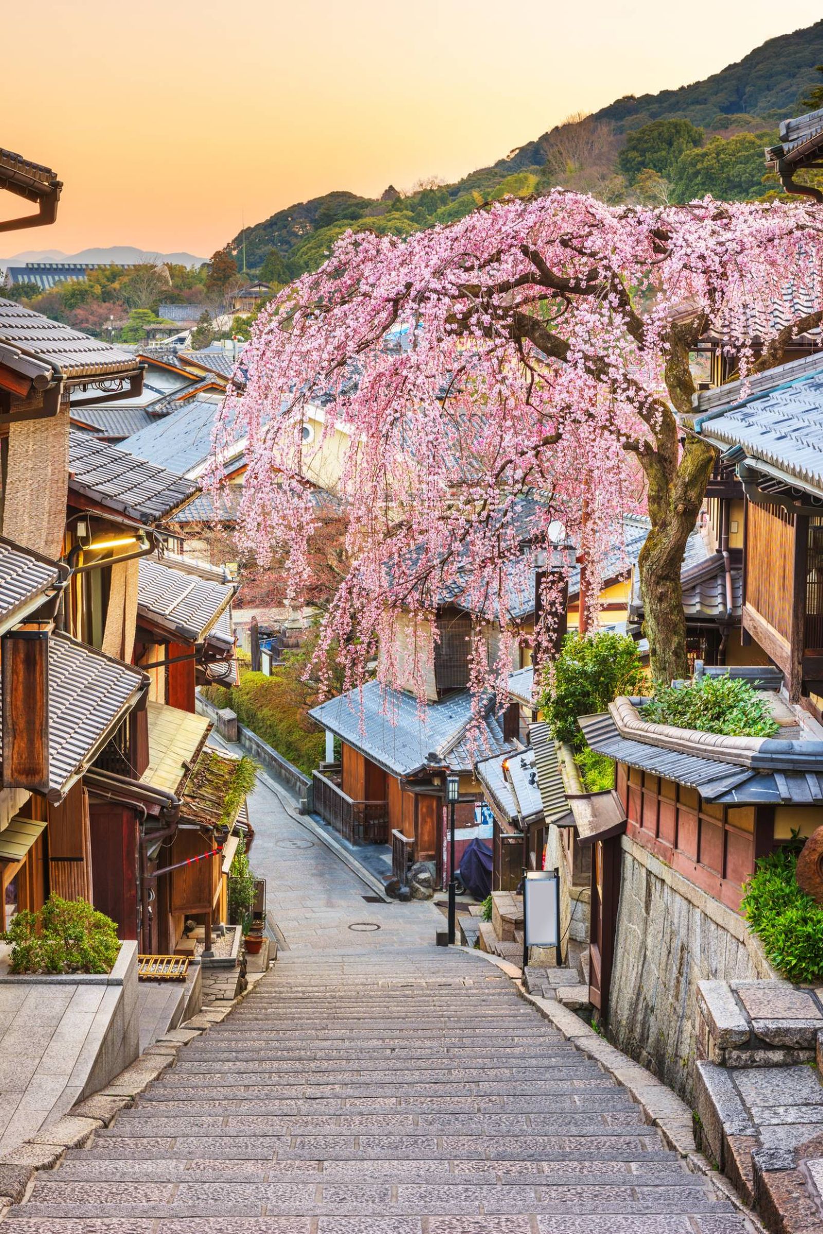 Kioto en primavera con los sakuras en flor.