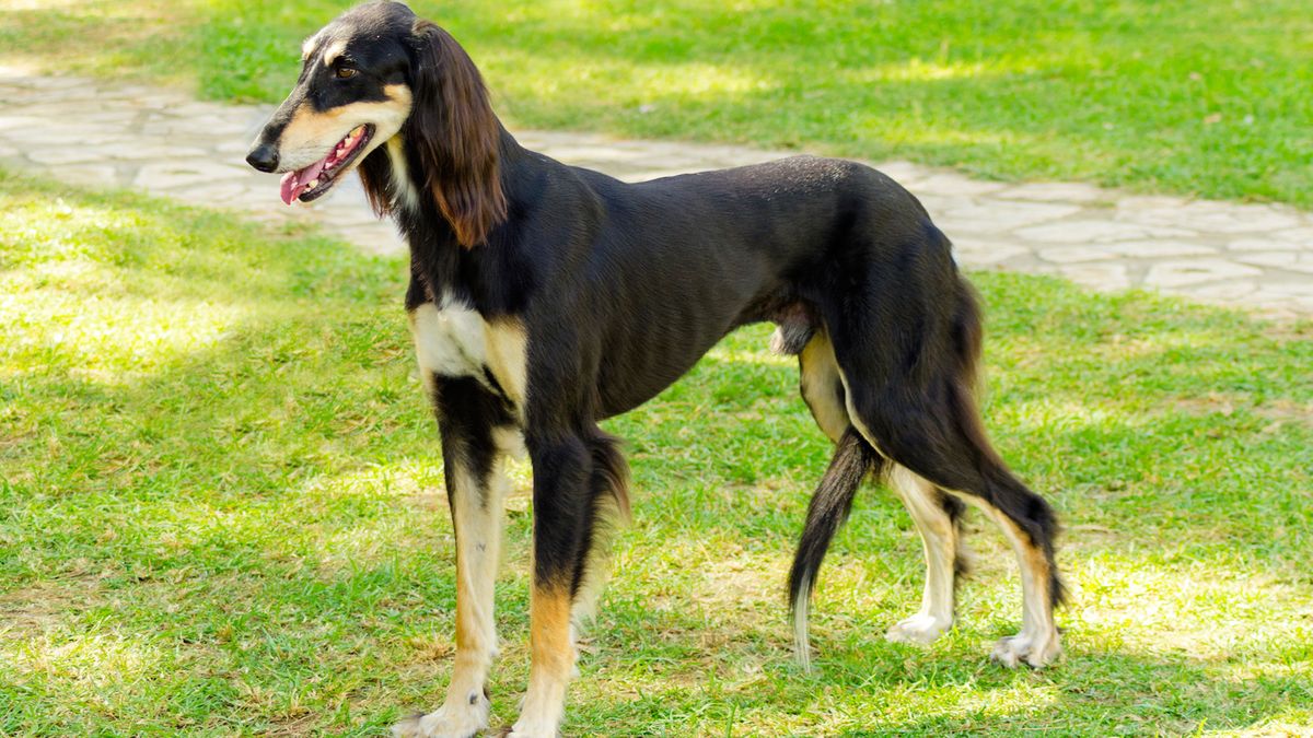 perros razas Africa Saluki