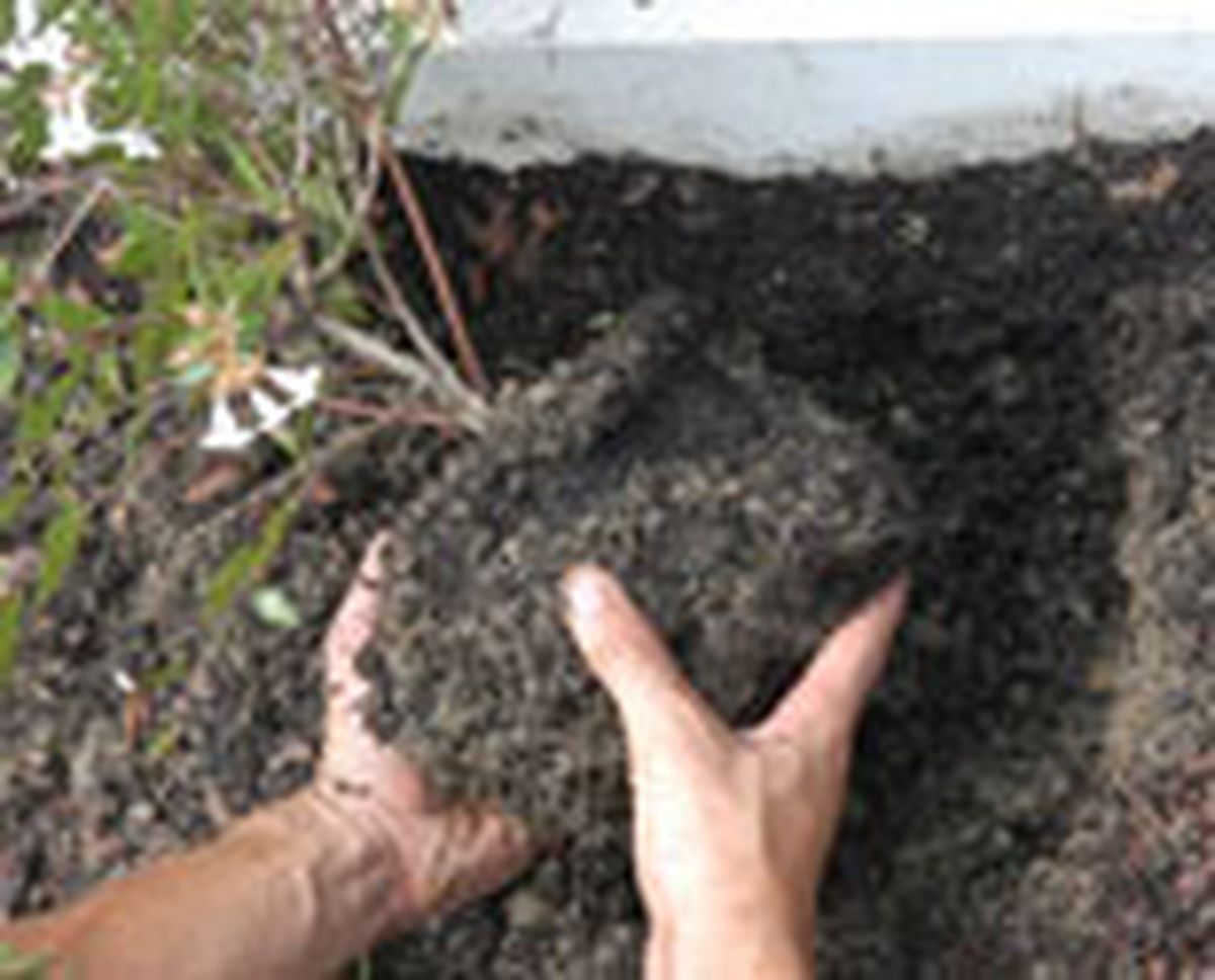 plant seto abelias p04