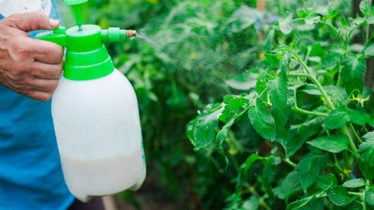 como evitar hongos en.los tomates