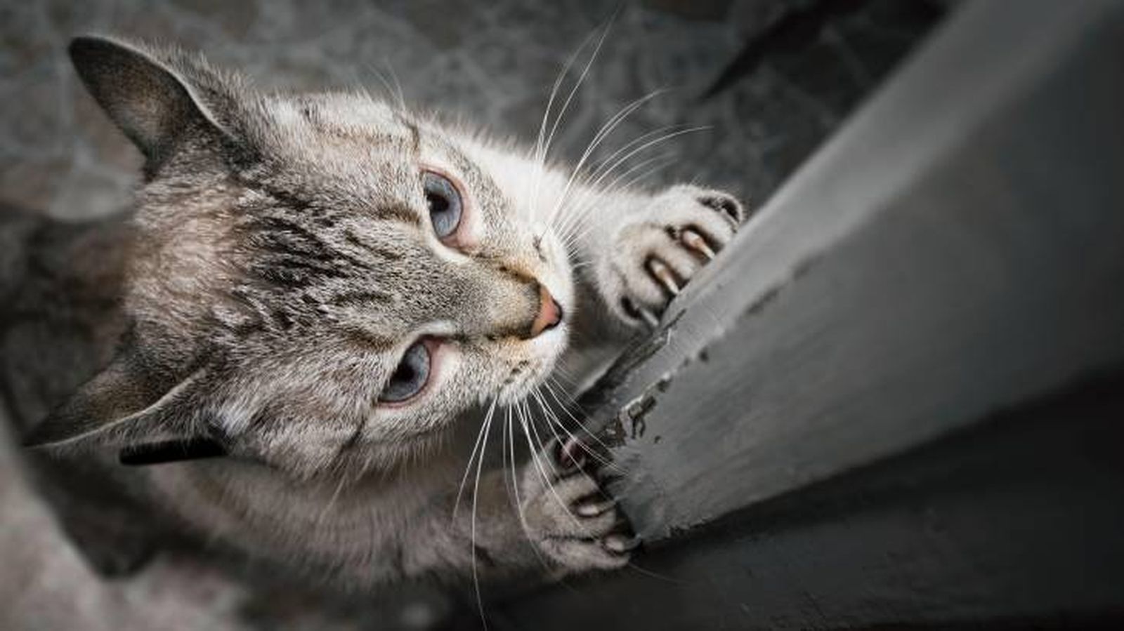 evitar que tu gato arane consejos evitar que tu gato arane consejos
