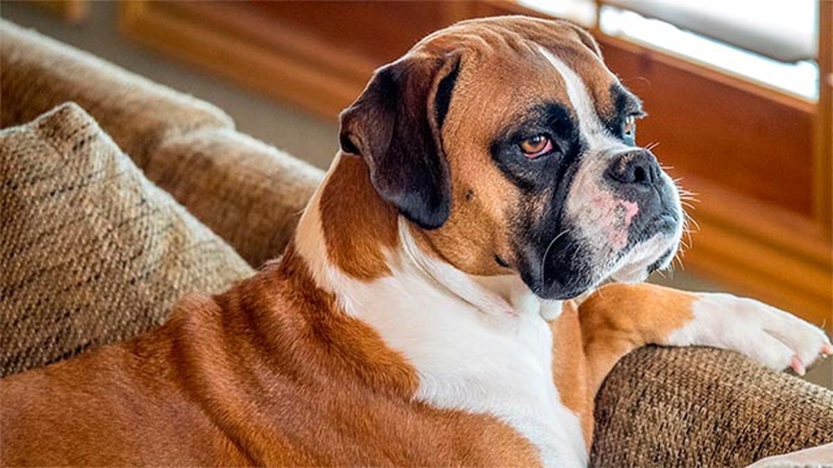 8 perros propensos tener linfoma 1