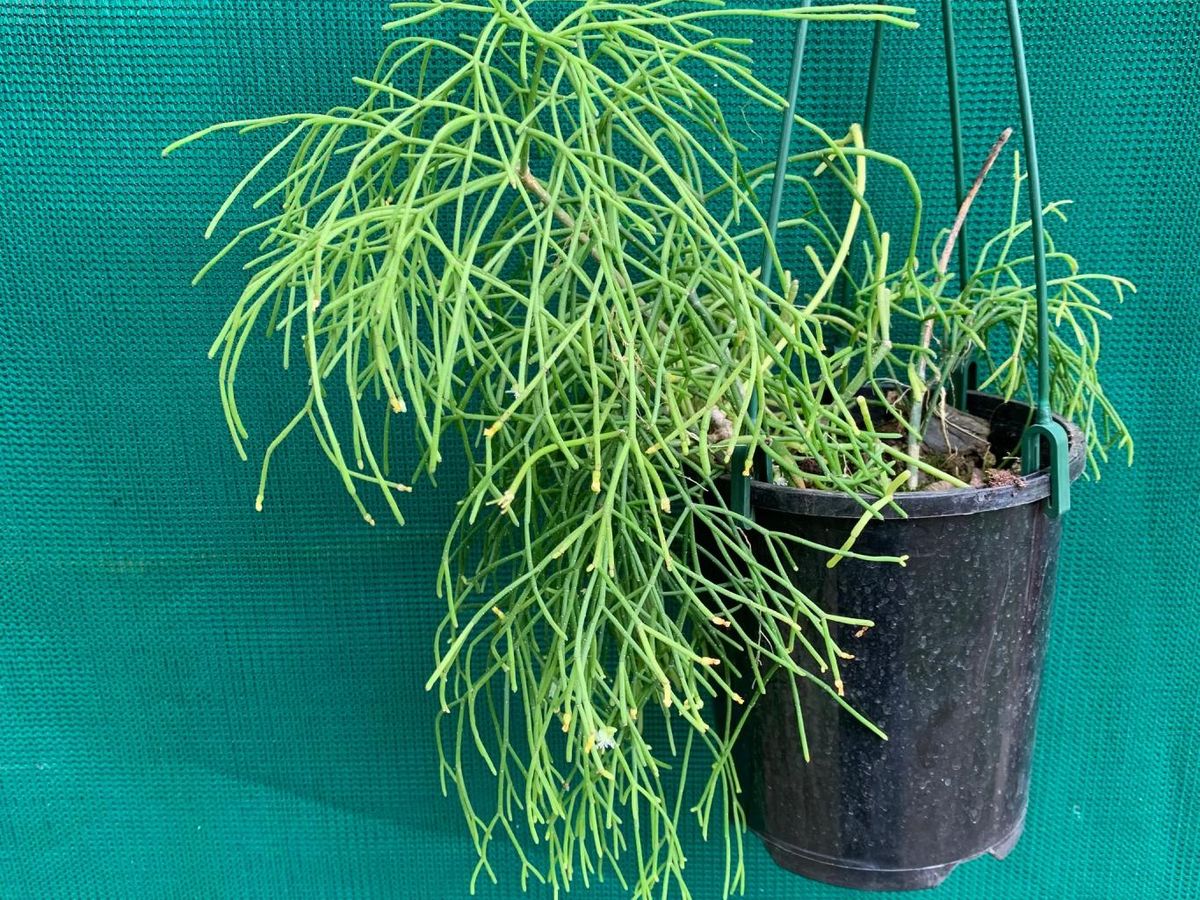 Cactus muérdago (Rhipsalis capilliformis).