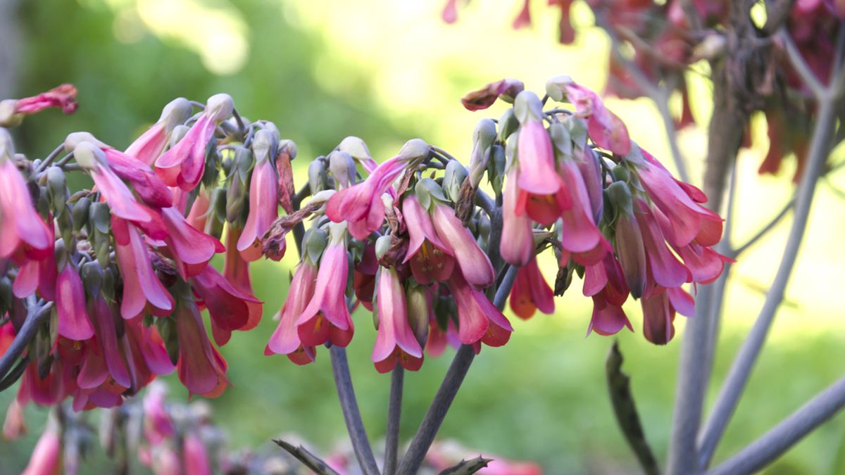 kalanchoe daigremontiana flores