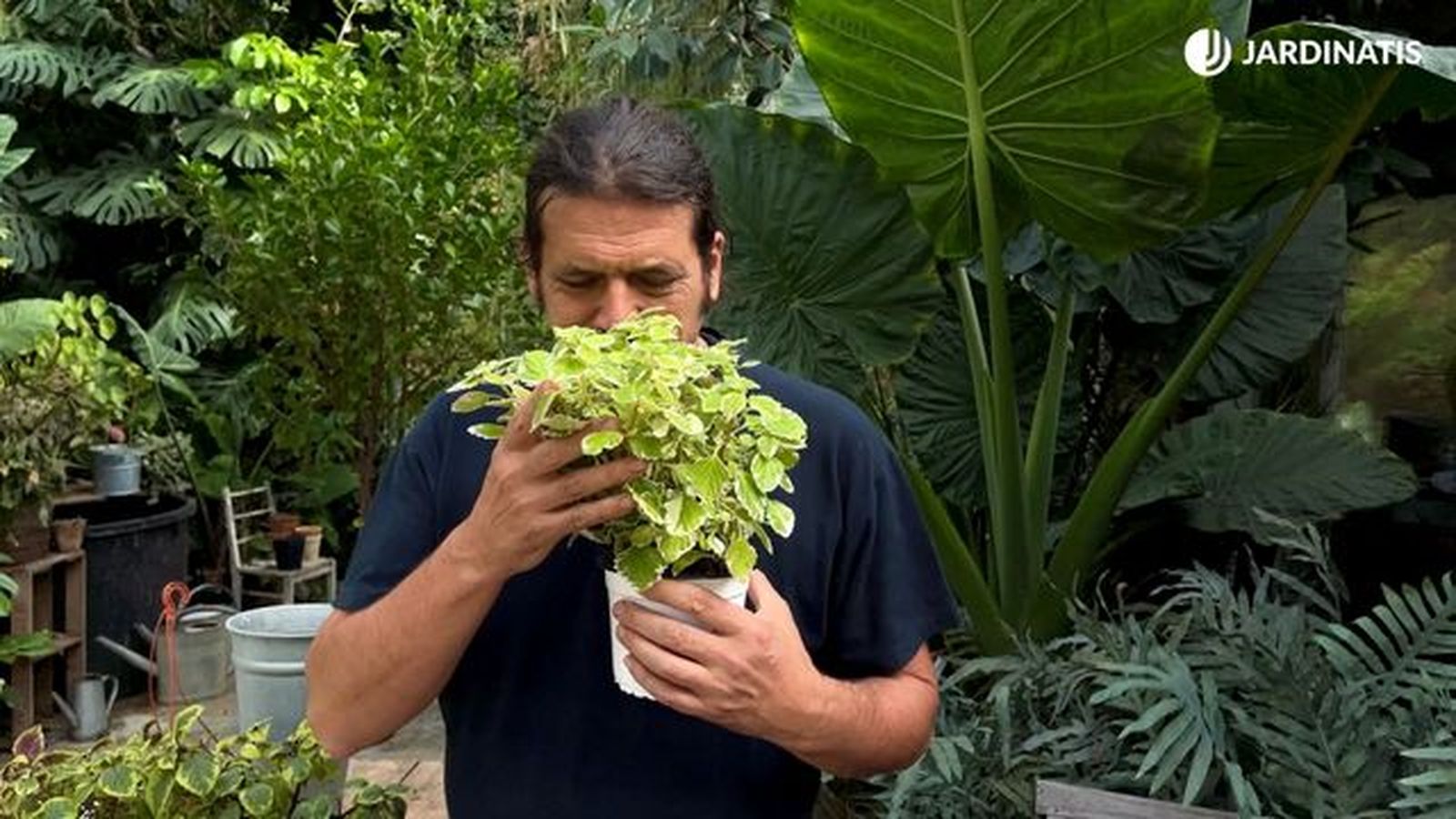 El olor de la planta de incienso es muy agradable El olor de la planta de incienso es muy agradable