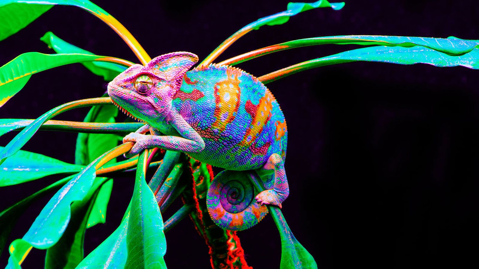camaleon rosa camaleon rosa