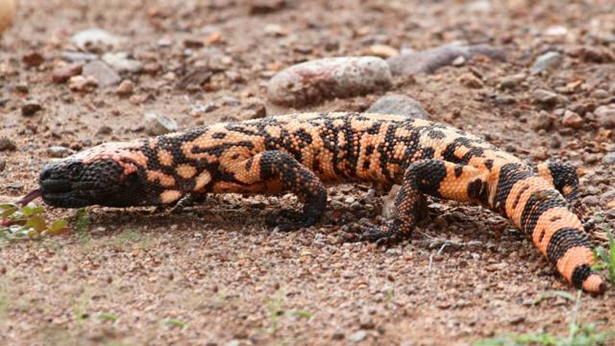 animales que empiezan por M monstruo de gila