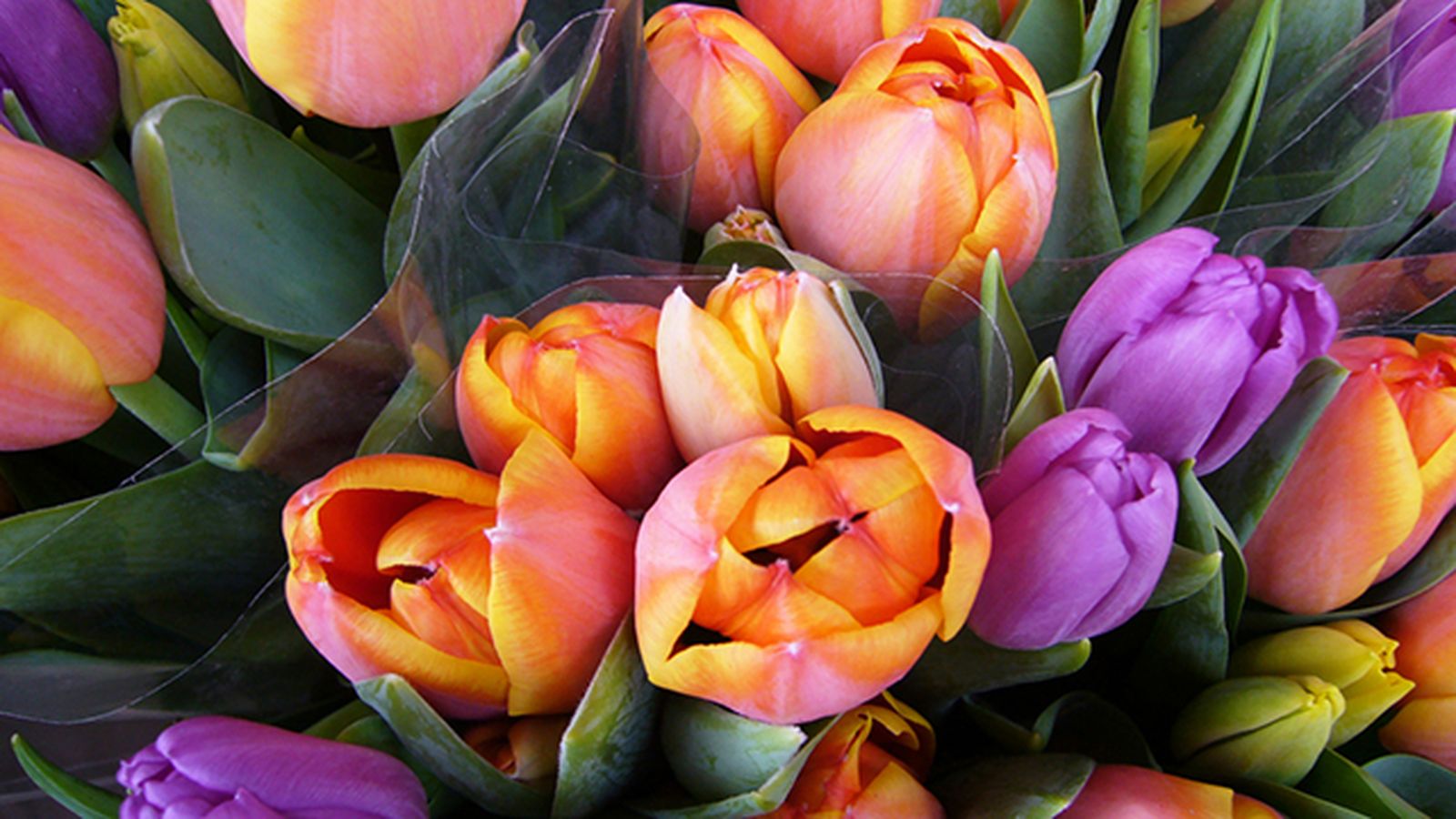 tulipanes para el dia de la madre tulipanes para el dia de la madre