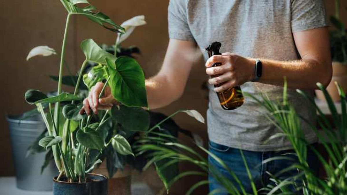 como prevenir hongos en las plantas