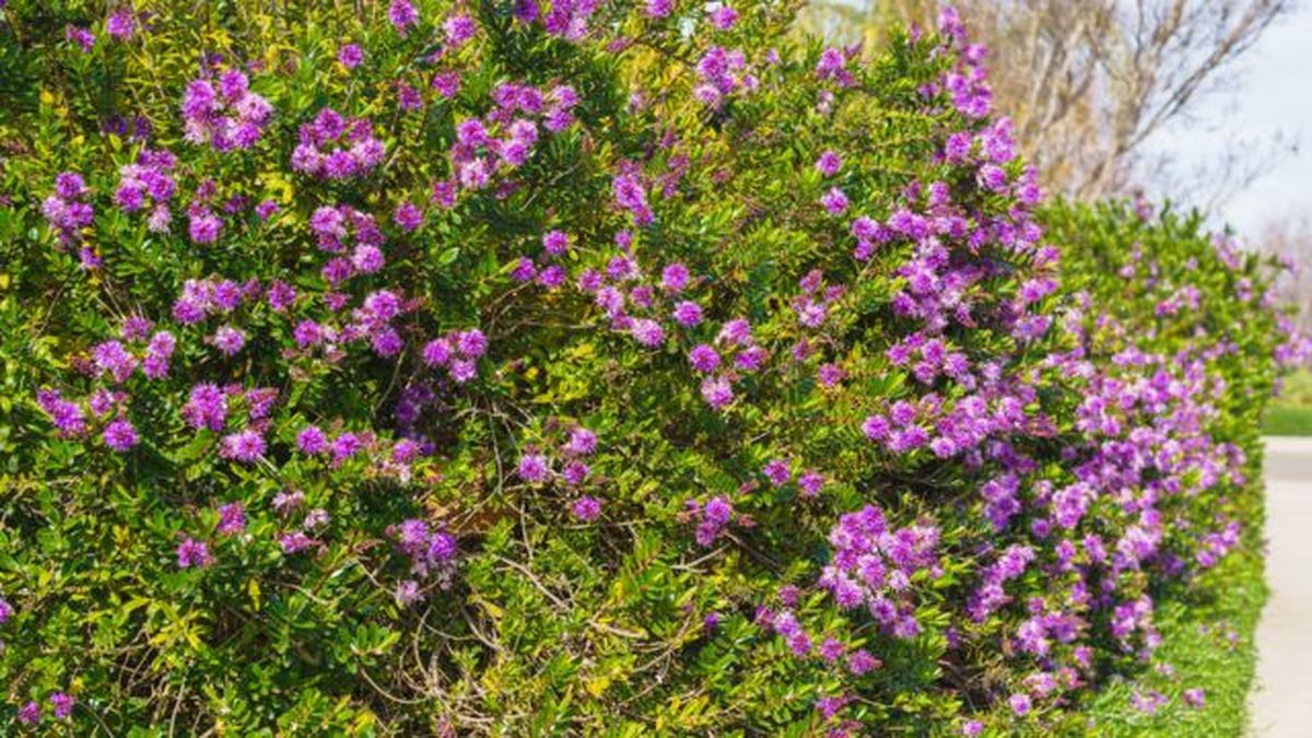 seto arbusto hebe veronica