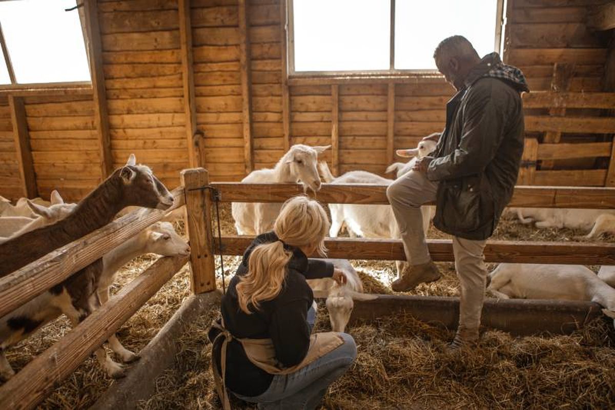 Es imprescindible mantener a tu cabra en buen estado y con la higiene adecuada.