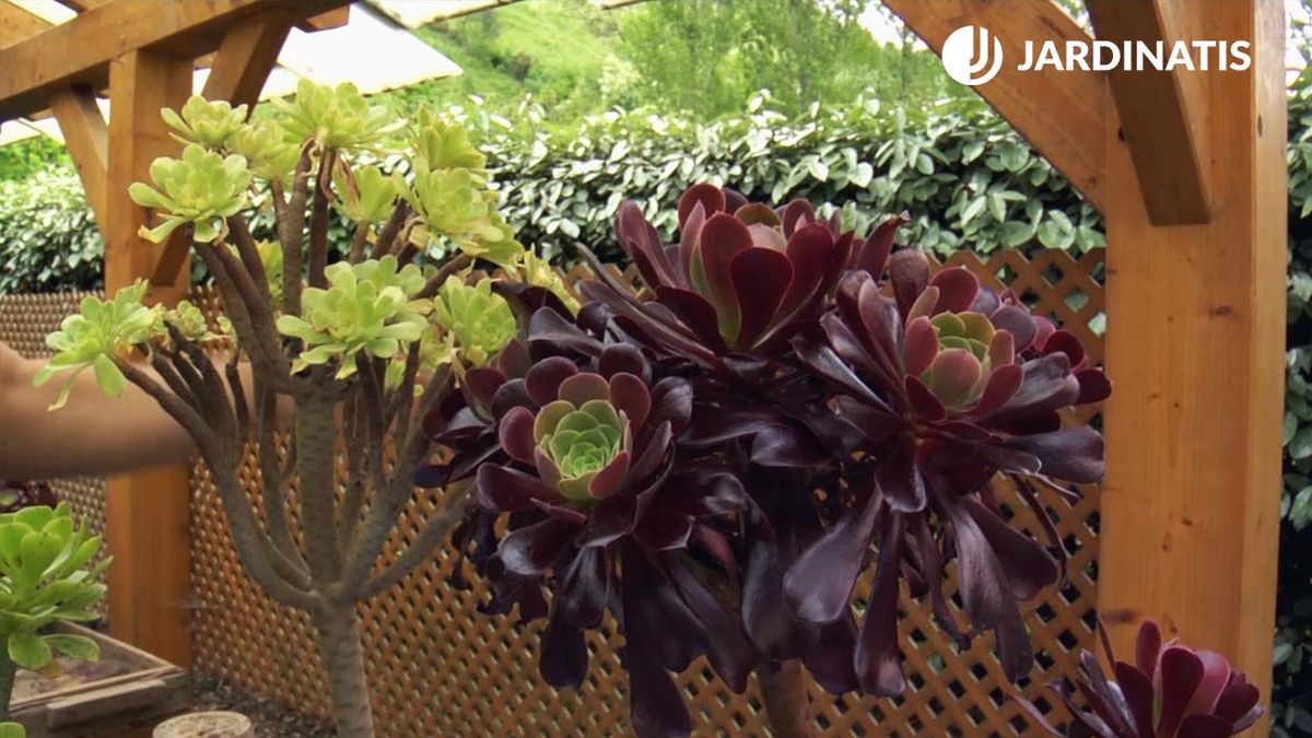 El género Aeonium es muy variado