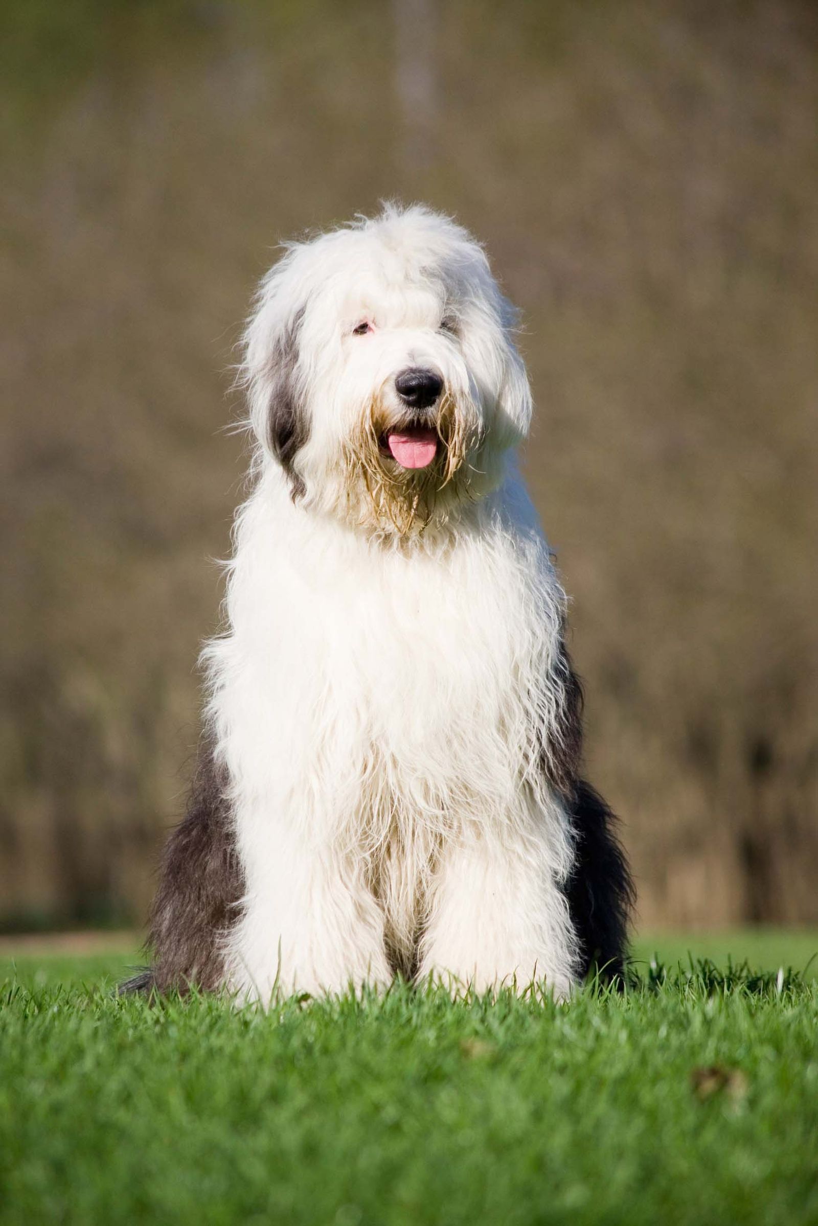 bobtail 2 xl bobtail 2 xl