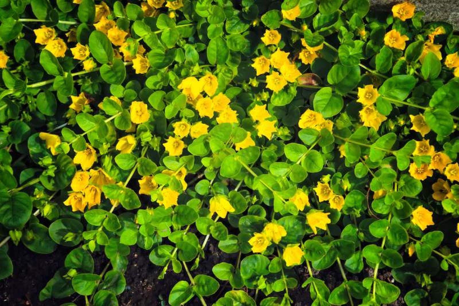 Lysimachia nummularia Lysimachia nummularia