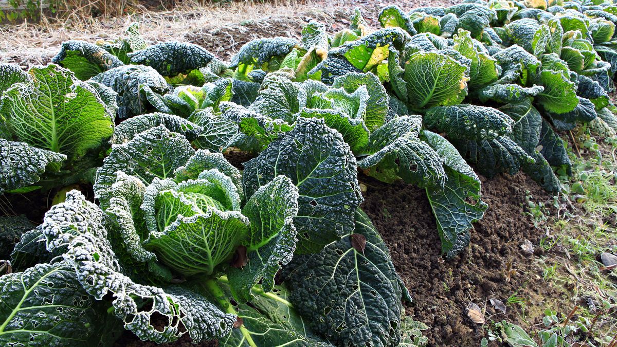 jardin huerto urbano diciembre