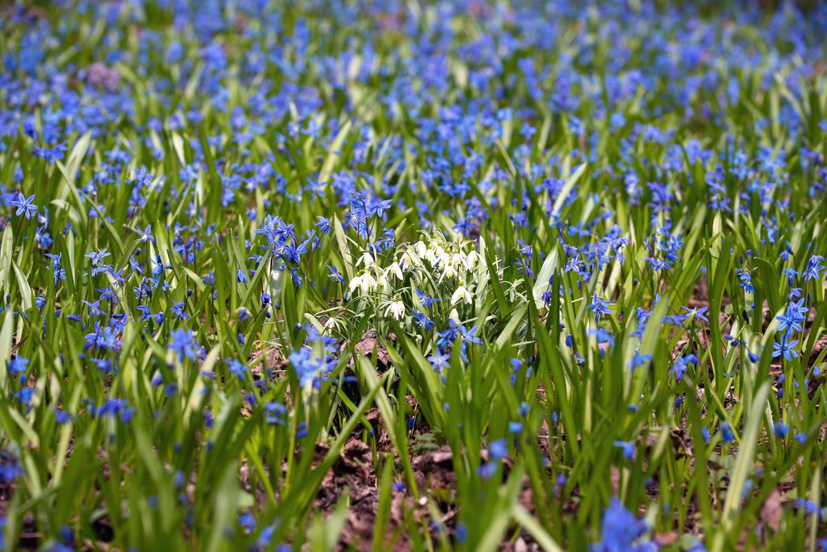 Scilla siberica