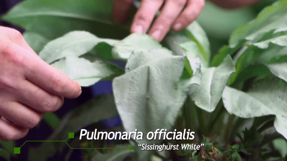 brico 0959 brumera pulmonaria pulmonaria officialis sissinghurts white