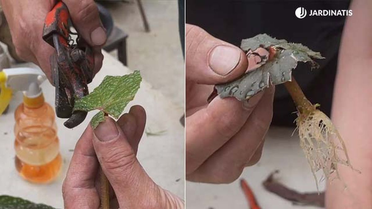 como reproducir begonias mediante esquejes de hoja jardinatis