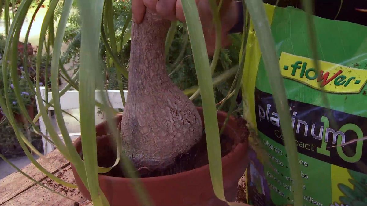 deco 0640 jardineria cuidados plantas interior invierno trasplante invierno