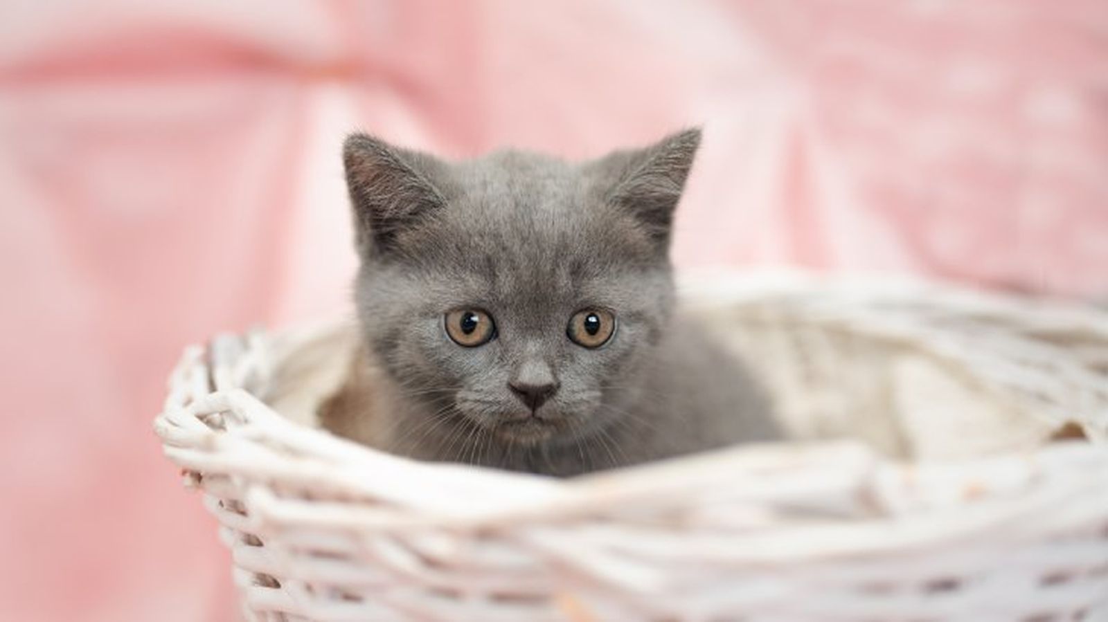 cuidados de los ojos de un gato 6