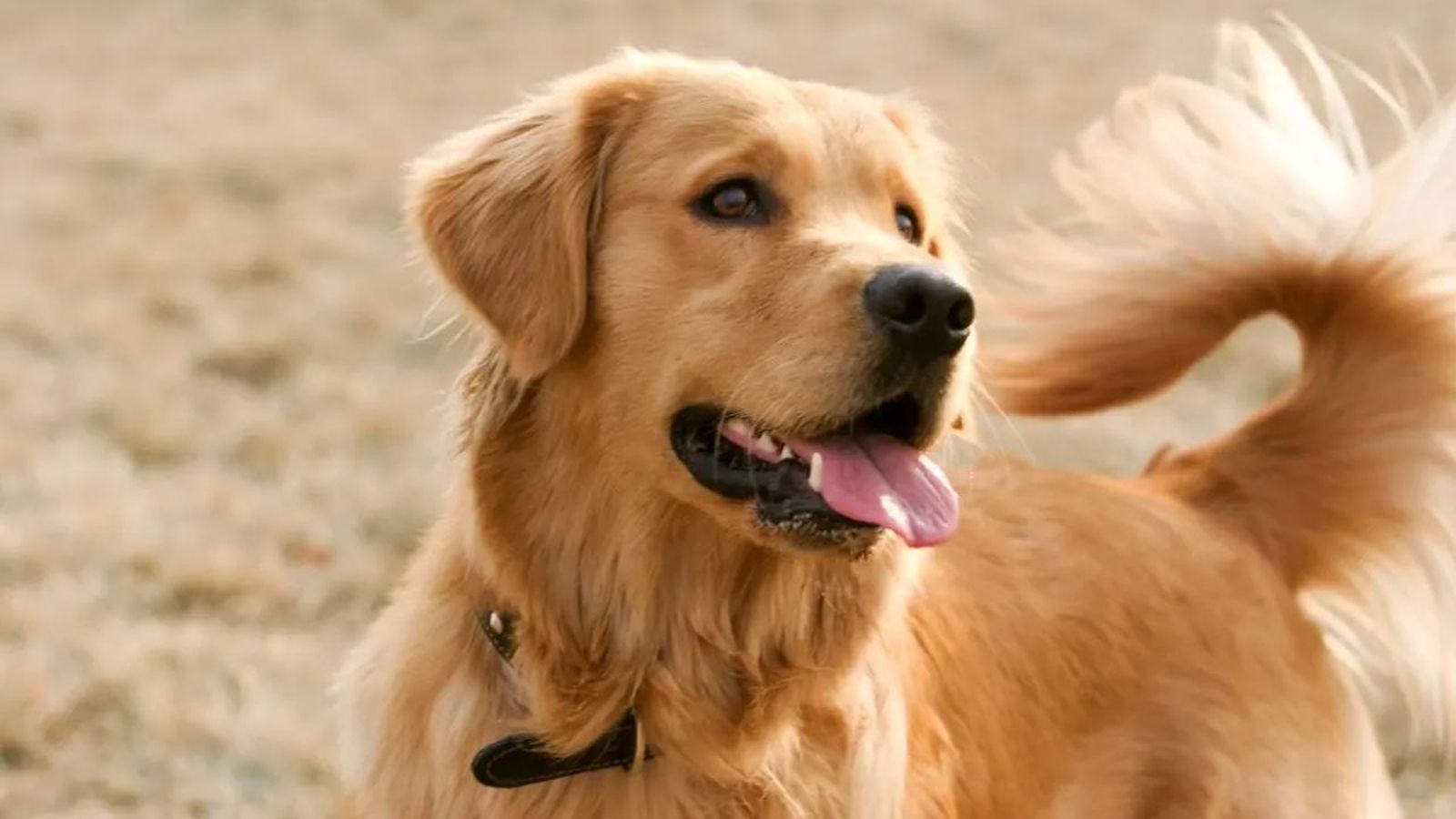 golden retriever ok