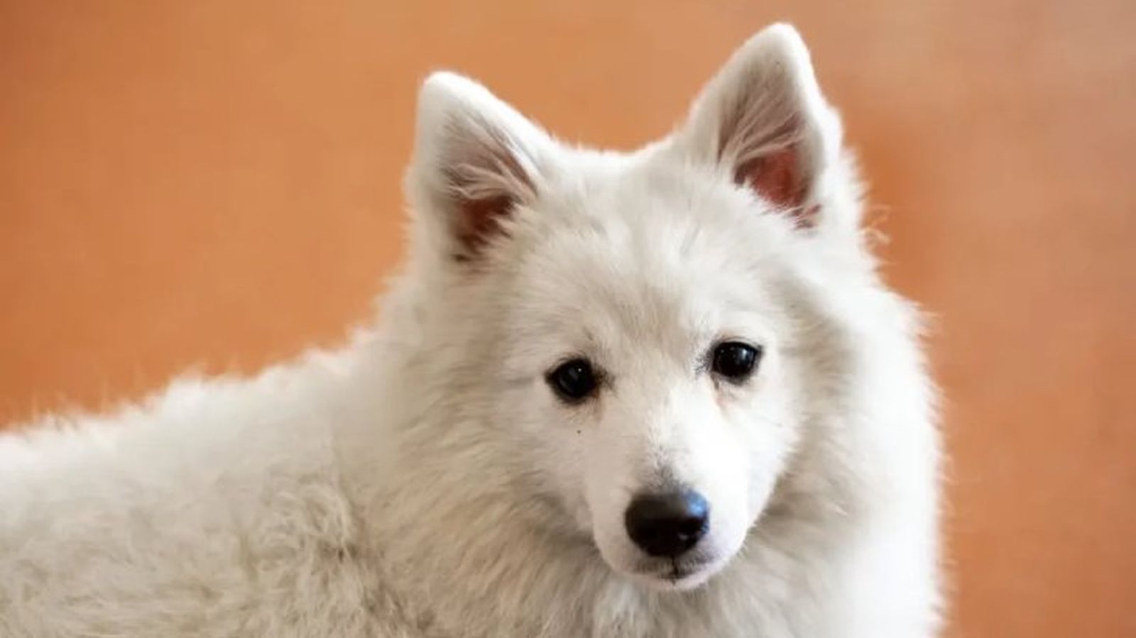perros japoneses spitz japones 9 perros japoneses spitz japones 9