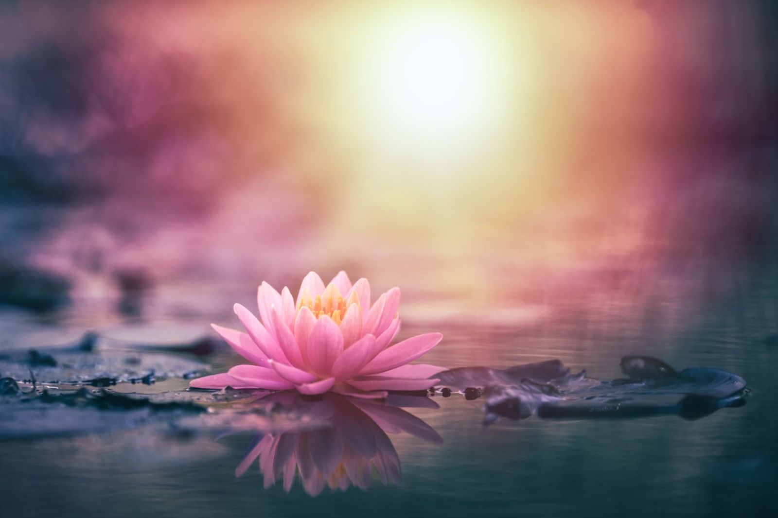 La flor de loto lleva un gran significado en muchas culturas de todo el mundo.