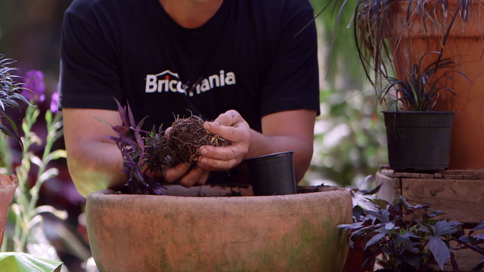 brico 916 3 escudo persa plantas hoja negra ipomoea brico 916 3 escudo persa plantas hoja negra ipomoea