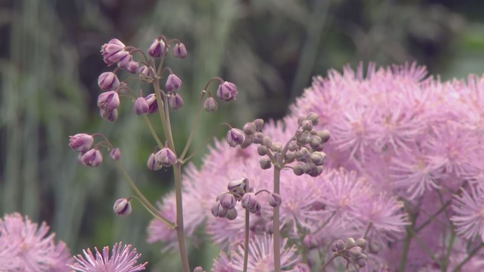 deco 0700 jardineria thalictrum cuidados deco 0700 jardineria thalictrum cuidados