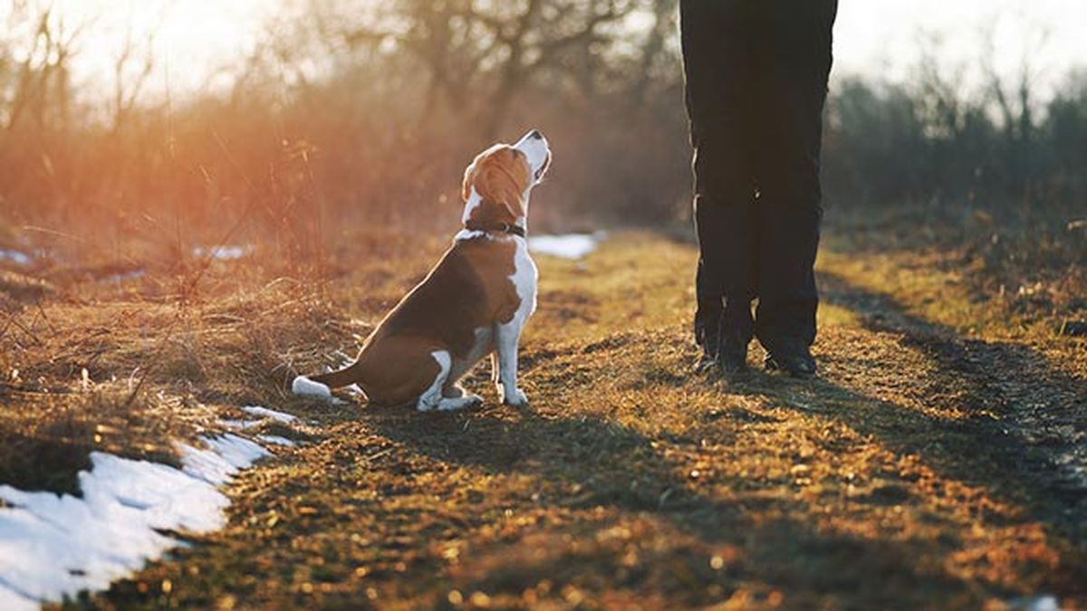 El beagle es una raza que se adapta muy bien a los espacios interiores.