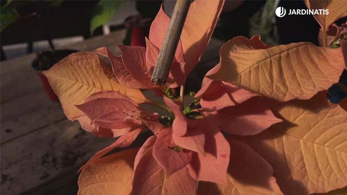 ultimas flores de la flor de pascua jardinatis