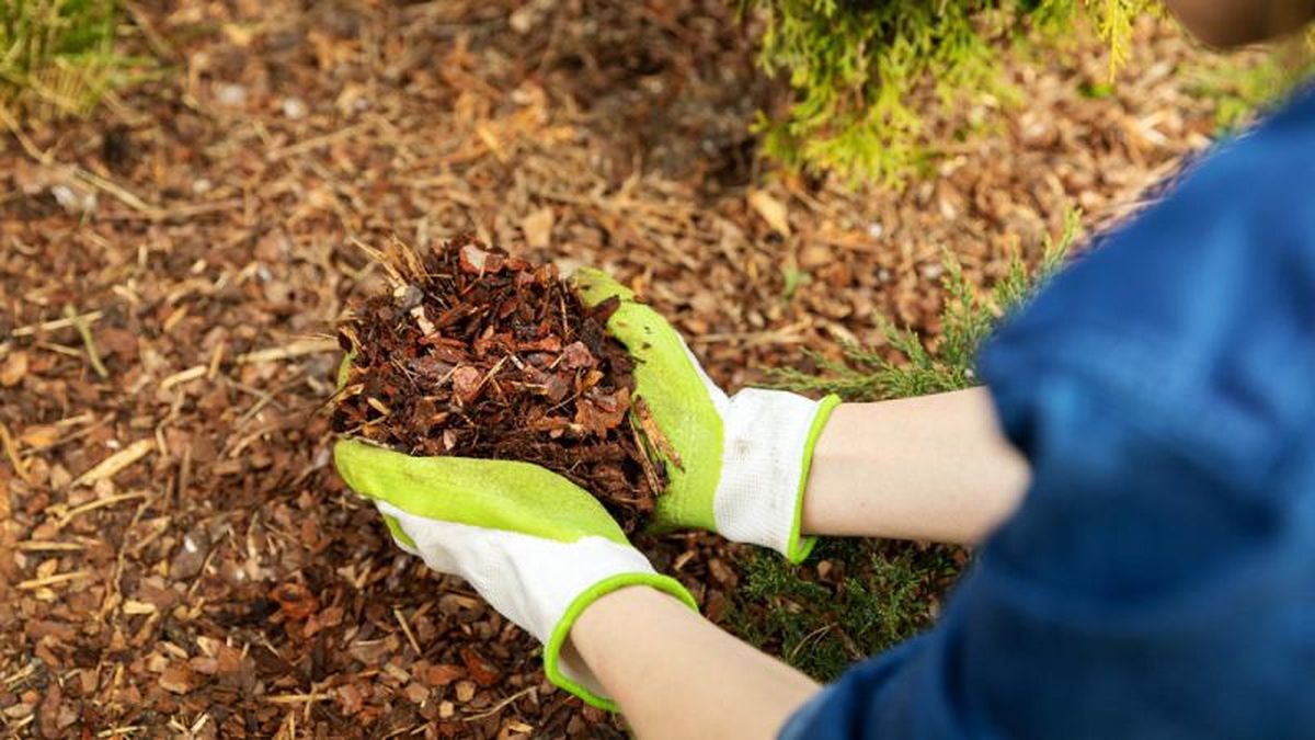 Acolchado de plantas o mulching